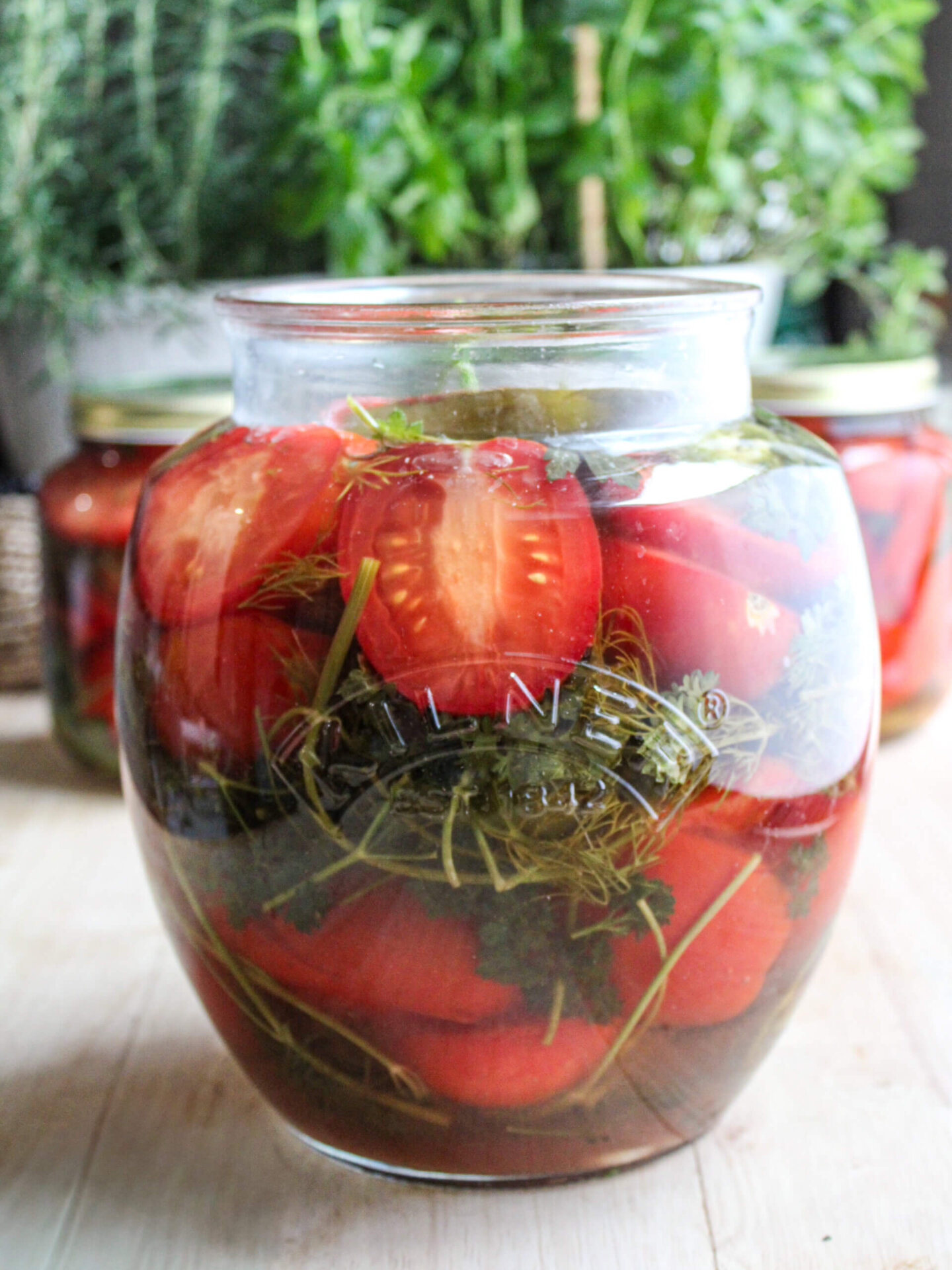 Classic Russian pickled tomatoes layered with fresh dill, parsley, garlic, and peppers in a large glass jar, ready to enjoy in just two days.